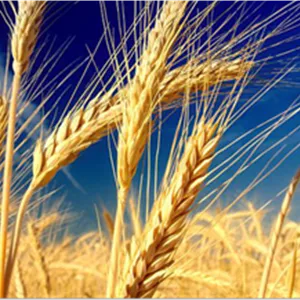 علف‌کش پینوکسادن ۵% EC آریاشیمی