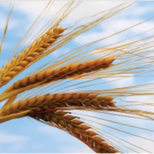 علف‌کش گرانستار (تری‌بنورون متیل ۷۵٪ DF) آریاشیمی