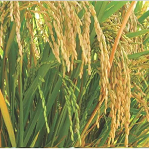 علف‌کش تیوبنکارب ۵۰% EC آریاشیمی