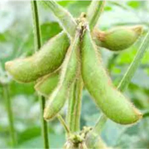 علف‌کش کلتودیم ۲۴% EC آریاشیمی (دوز بالا)