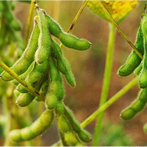 علف‌کش کلتودیم ۱۲% EC آریاشیمی