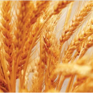 علف‌کش کلودینافوپ پروپارژیل ۸٪ EC آریاشیمی (تاپیک)