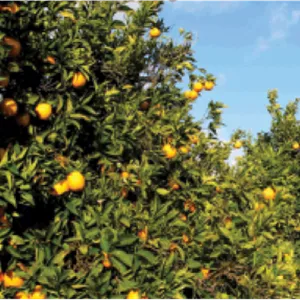 علف‌کش گلایفوزیت ۴۱٪ SL آریاشیمی (رانداپ)