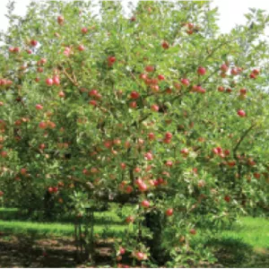 علف‌کش گلوفوسینیت آمونیوم ۲۰٪ SL آریاشیمی