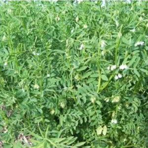 علف‌کش لینورون ۴۵٪ SC آریاشیمی