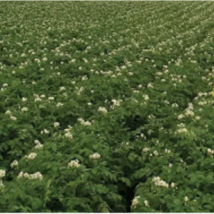 علف‌کش سنکور (متری‌بوزین ۷۰٪ WP) آریاشیمی