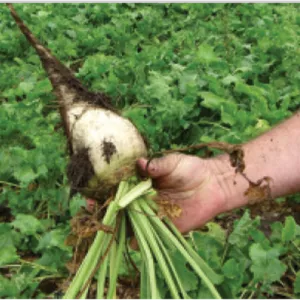 علف‌کش هالوکسی فوپ ۱۰.۸% آریاشیمی