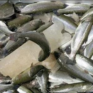 ماهی قزل آلا منجمد