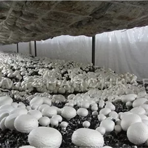 قارچ پرورشی، کمپوست-طرح توجیهی احداث کارگاه تولید قارچ و کمپوست