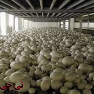 کارشناس پرورش قارچ  دکمه ای شوید