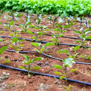 طرح جابر آبیاری قطره ای