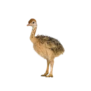 جوجه شترمرغ