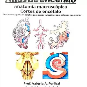 دانلود کتاب Forlizzi-2018-LIBRO-Atlas de encéfalo