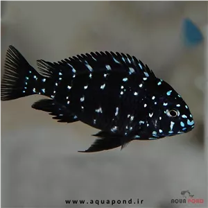 ماهی تروفئوس دبوسی ماسوا