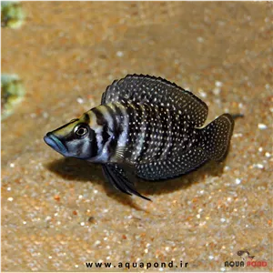 ماهی کالووس بلک