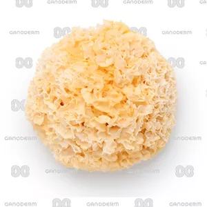 قارچ ترملا Tremella
