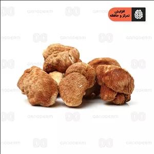 قارچ یال شیر (هریسیوم) | قارچ لاینزمین (Lion's mane)