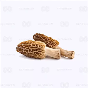 قارچ مورل