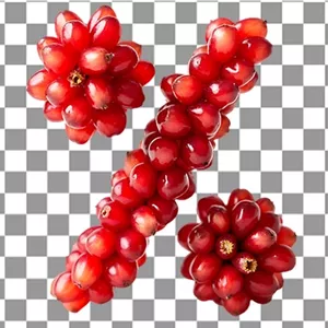 تصویر PNG درصد طرح دانه انار شب یلدا