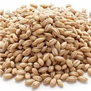 دانه گندم مرغوب و درشت تقویت معده و درمان کم خونی دارالشفاء