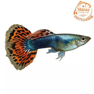 ماهی گوپی تایگر هافمون (جفت)