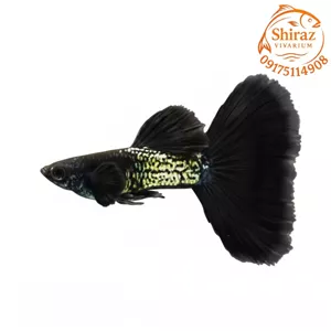 گوپی بلک متال (جفت)