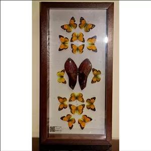 تابلو پروانه های طبیعی و سنگ عقیق مستطیلی شکل قاب MDF مبلمونسرا مدل 268250