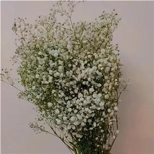 دسته گل عروس ژیپسوفیلا.گل طبیعی خشک شده مبلمونسرا مدل 260129