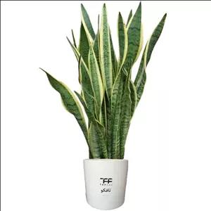 گل طبیعی سانسوريا ابلق تافکو کد 2022