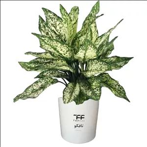 گل طبیعی آگلونما برفی تافکو کد 2025