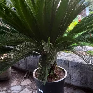 سیکا