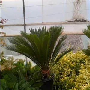 سیکاس