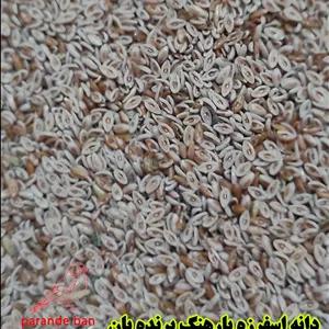 اسفرزه یا بارهنگ برای پرندگان زینتی | محصول طبیعی و سالم از پرنده‌بان