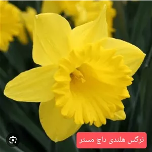 پیاز گل نرگس هلندی داچ مستر (بسته نیم کیلویی) گلدهی از امسال
