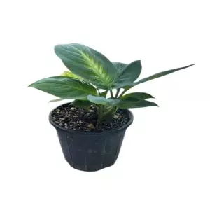 گل دیفن کاملیا کد 1750