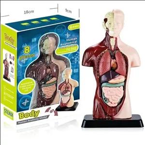آناتومی بدن آموزشی مولاژ