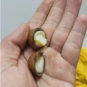 فندق استرالیایی ( ماکادامیا ) یک کیلوگرم