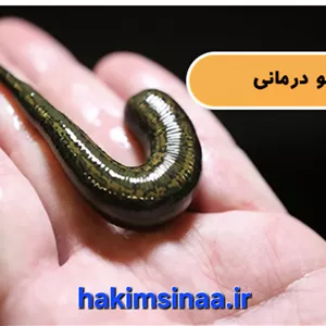زالو پرورشی