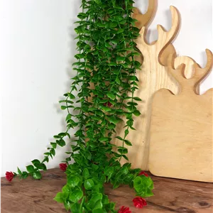 شمشاد گلدار