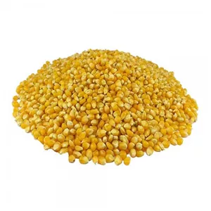 ذرت پاپ کورنی