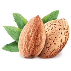 نهال بادام سامان