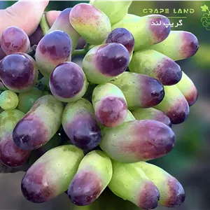 نهال انگور ژاپنی مانیکور فینگر