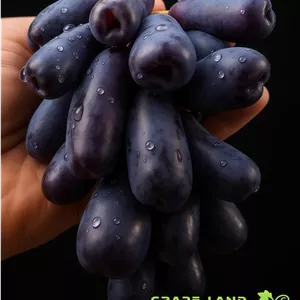 نهال انگور موندارپ