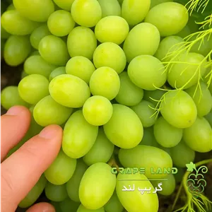 انگور روسی گرد