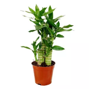 گیاه لوتوس بامبو