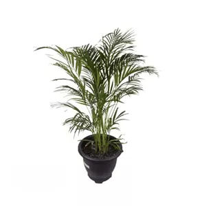 گیاه اریکا پر بوته