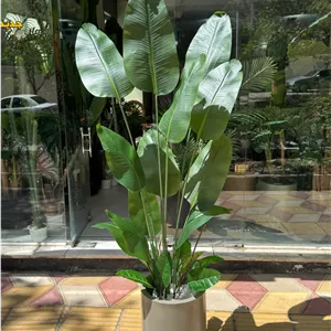 درختچه پرنده بهشتی (نیکولای) 20 برگ 12 بزرگ غلاف ضخیم و 8 برگ کوچک غلاف نازک ارتفاع 2 متر