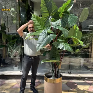 درختچه باباآدم (بابا ادم ) تنه فابریک ژورنالی سه تنه ارتفاع 2 متر