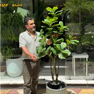 درختچه مصنوعی لیراتا دو تنه فابریک (تنه ژورنالی) 8 شاخه 170 سانتی متری