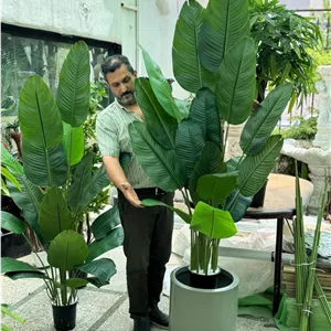 درختچه مصنوعی نیکولای(پرنده بهشتی) 18 برگ طیف رنگی تیره و روشن ارتفاع 180 سانتی متر